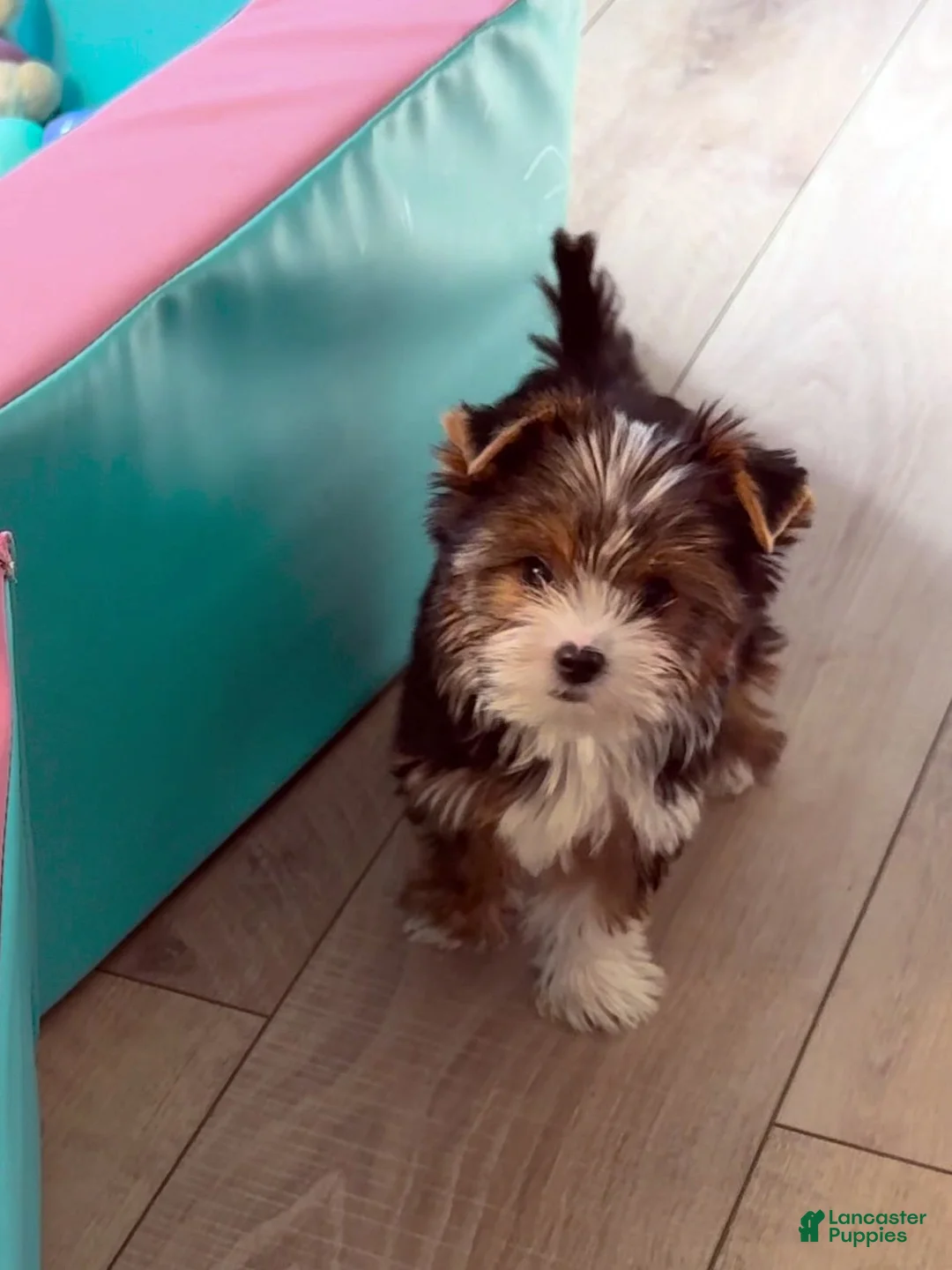 Yorkshire Terrier dogs for sale: Babydoll - Ad 2