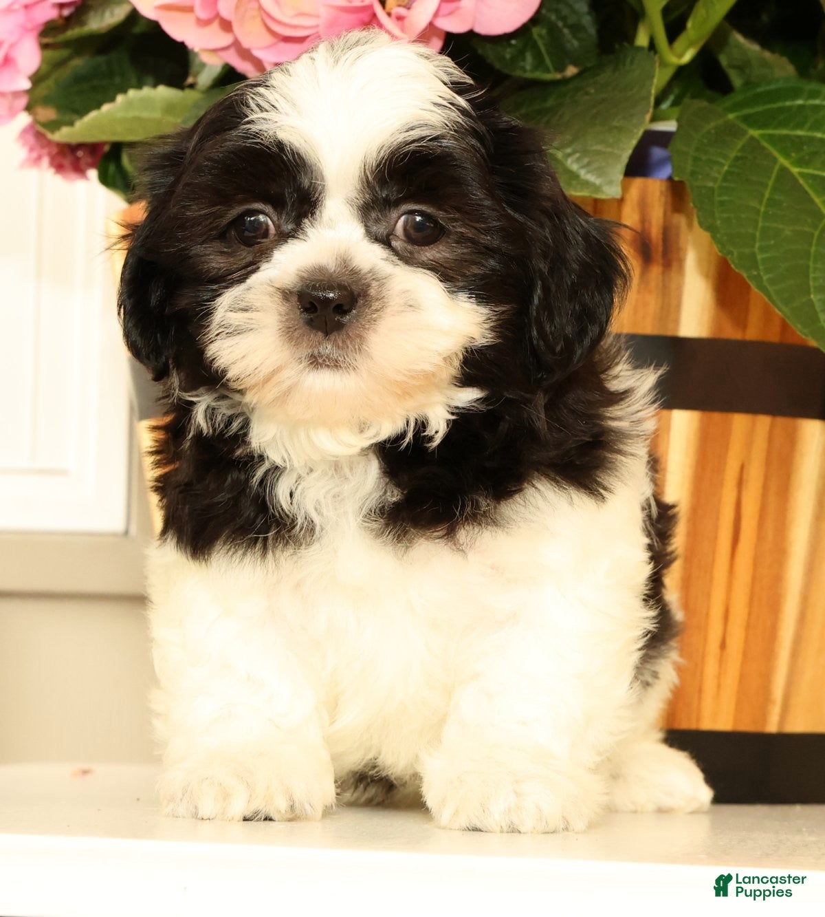 Malshi dogs Max - Ad 1