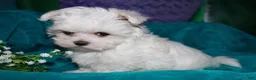 Maltese dogs for sale: Fannie - Ad 17