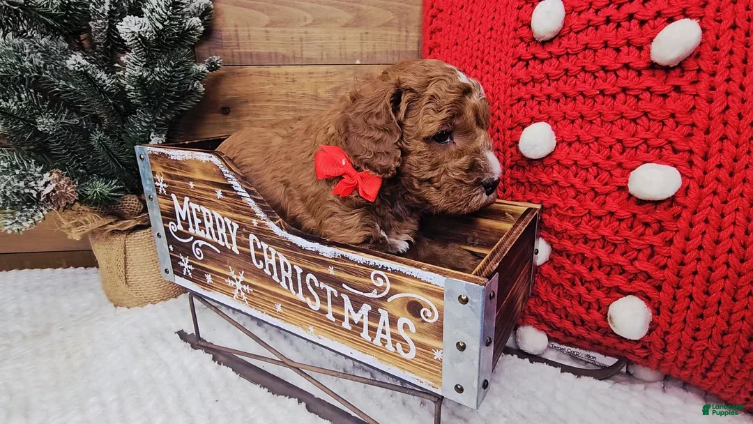 Mini Goldendoodle dogs for sale: Gabriel - Ad 1