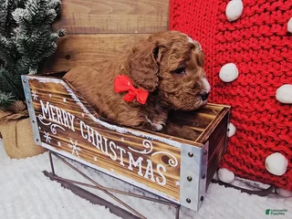 Mini Goldendoodle dogs Gabriel - Ad 15