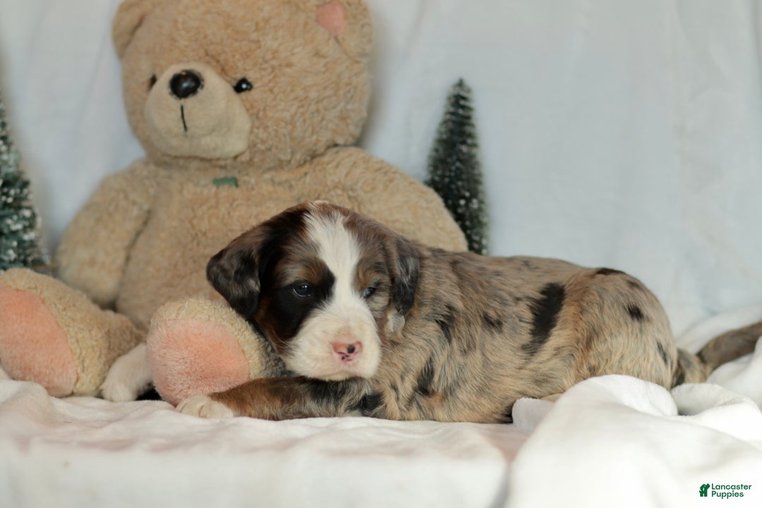 Bernedoodle dogs for sale: Doc - Ad 6