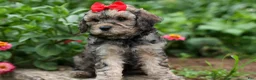 Cavapoo dogs for sale: Viking 🐶 - Ad 4