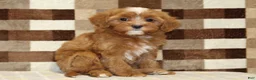 Cavapoo dogs for sale: Indy - Ad 4