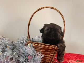 Shih Tzu dogs Jewel - Ad 25