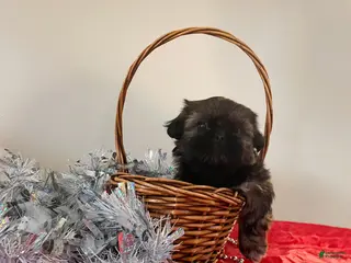 Shih Tzu dogs Jewel - Ad 34