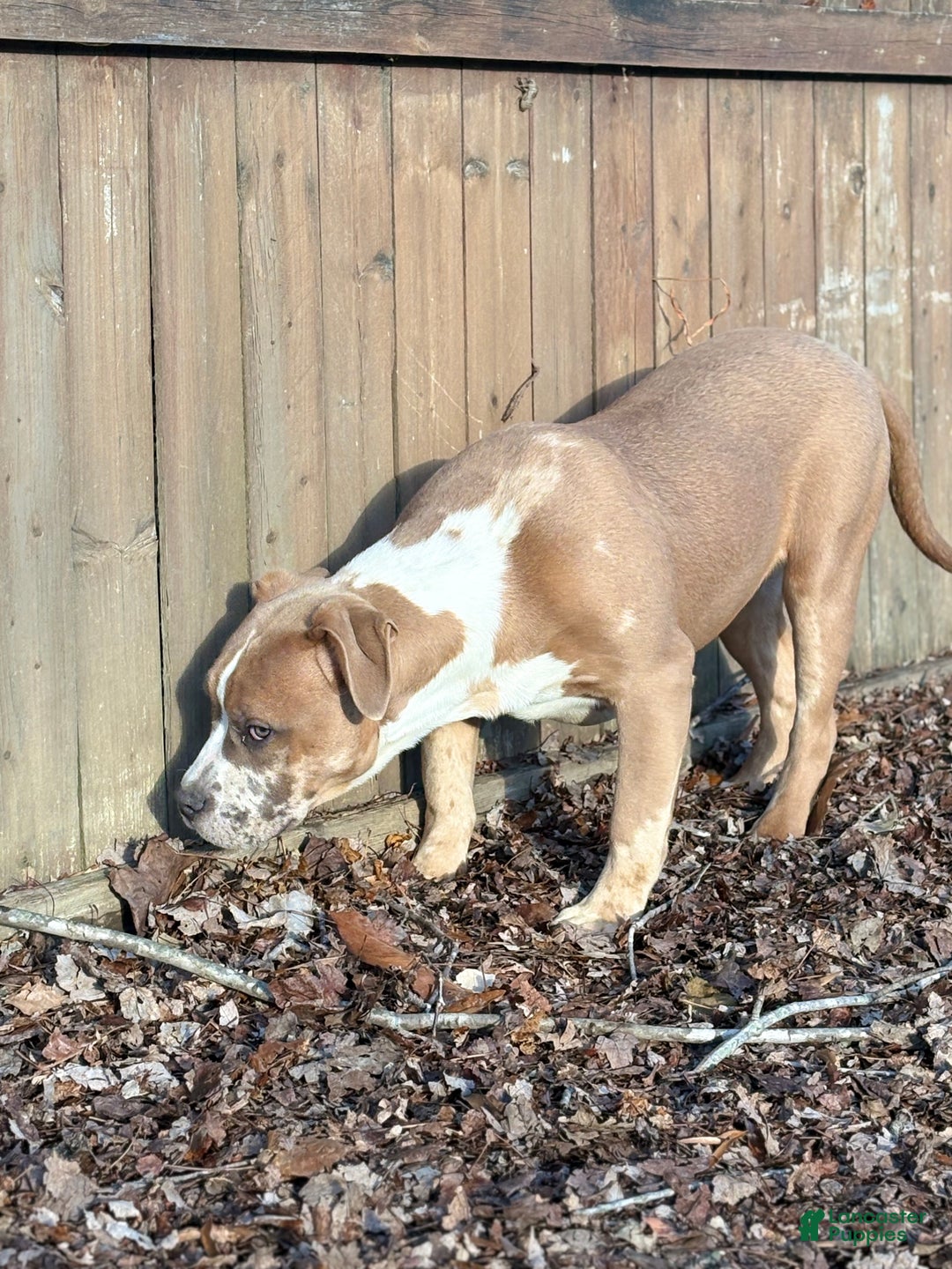 American Bully dogs for sale: Xena - Ad 3