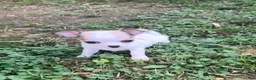 Chihuahua dogs for sale: Chihuahua 3 - Ad 4