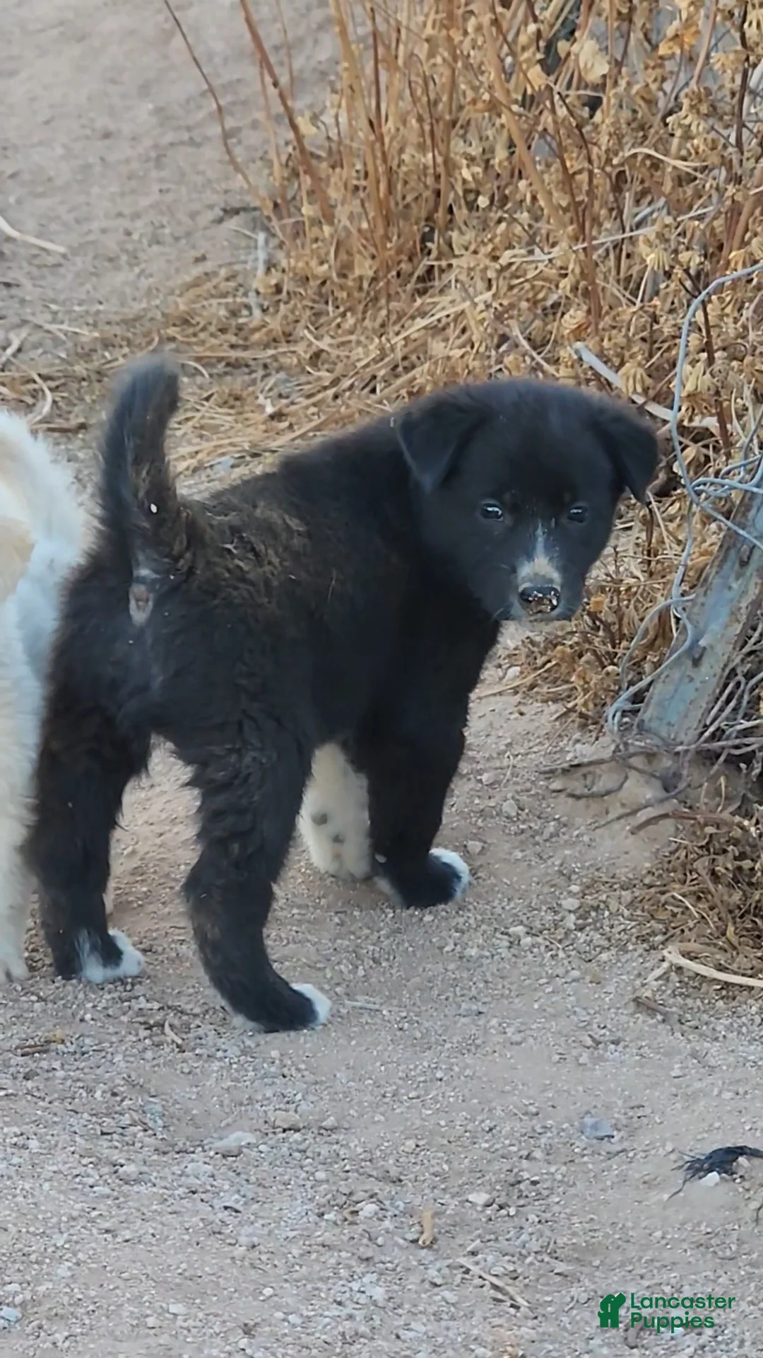 Mixed Breed dogs for sale: McNabsky M black - Ad 1