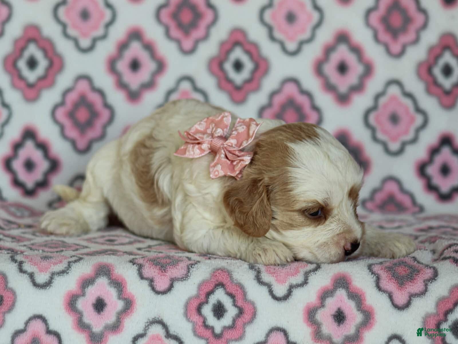 Cavapoo dogs Joey - Ad 1