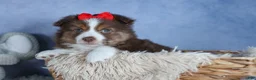 Miniature Australian Shepherd dogs for sale: ELVIS - Ad 3