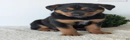 Mixed Breed dogs for sale: Luna - Ad 3