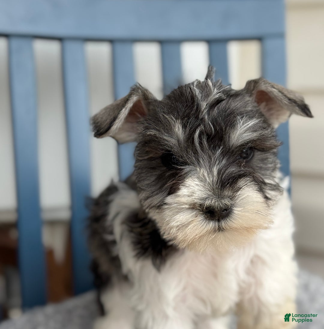 Miniature Schnauzer dogs for sale: Dancer - Ad 3