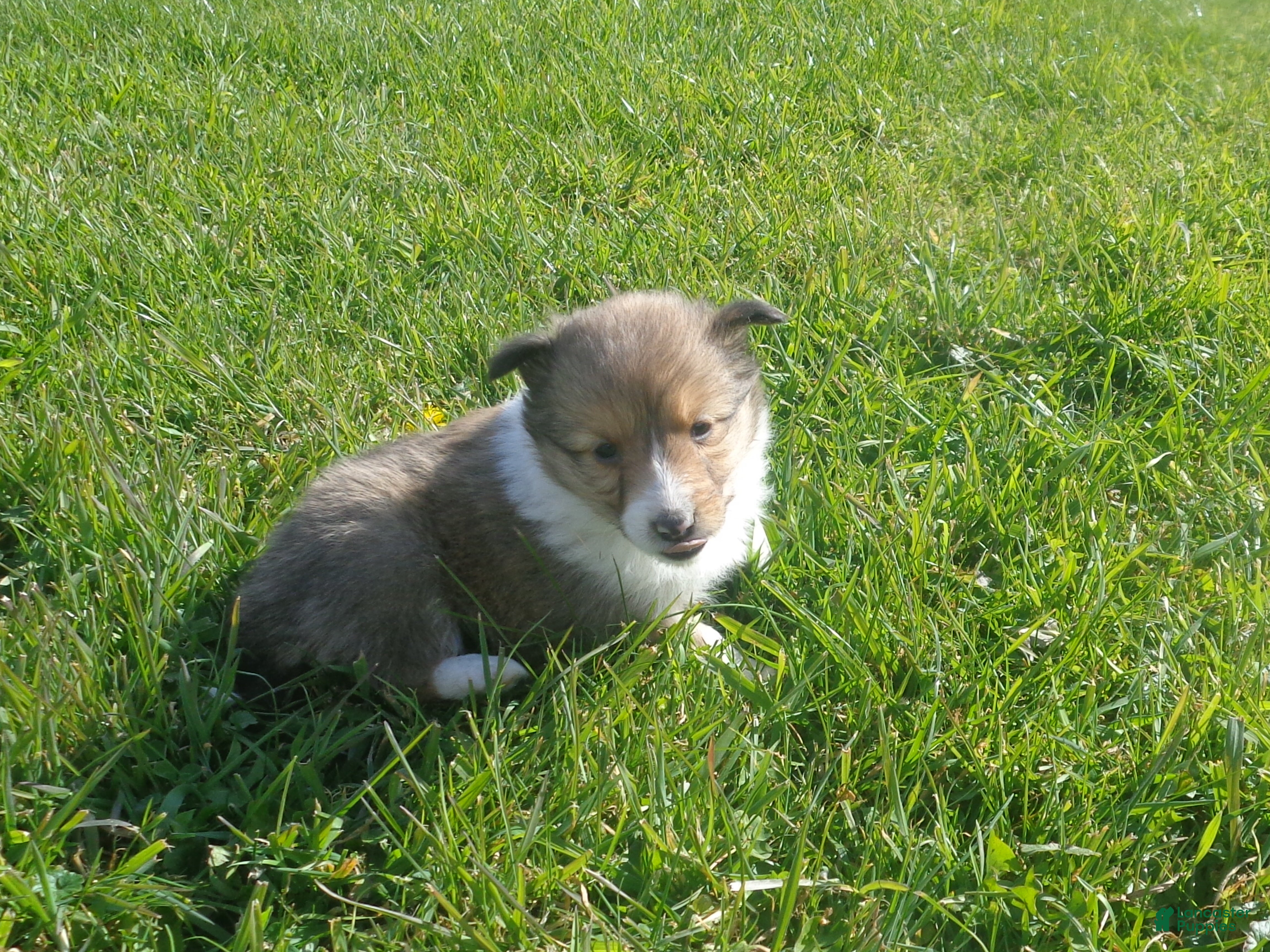 Shetland Sheepdog dogs for sale: Shetland Sheepdog 5 - Ad 19
