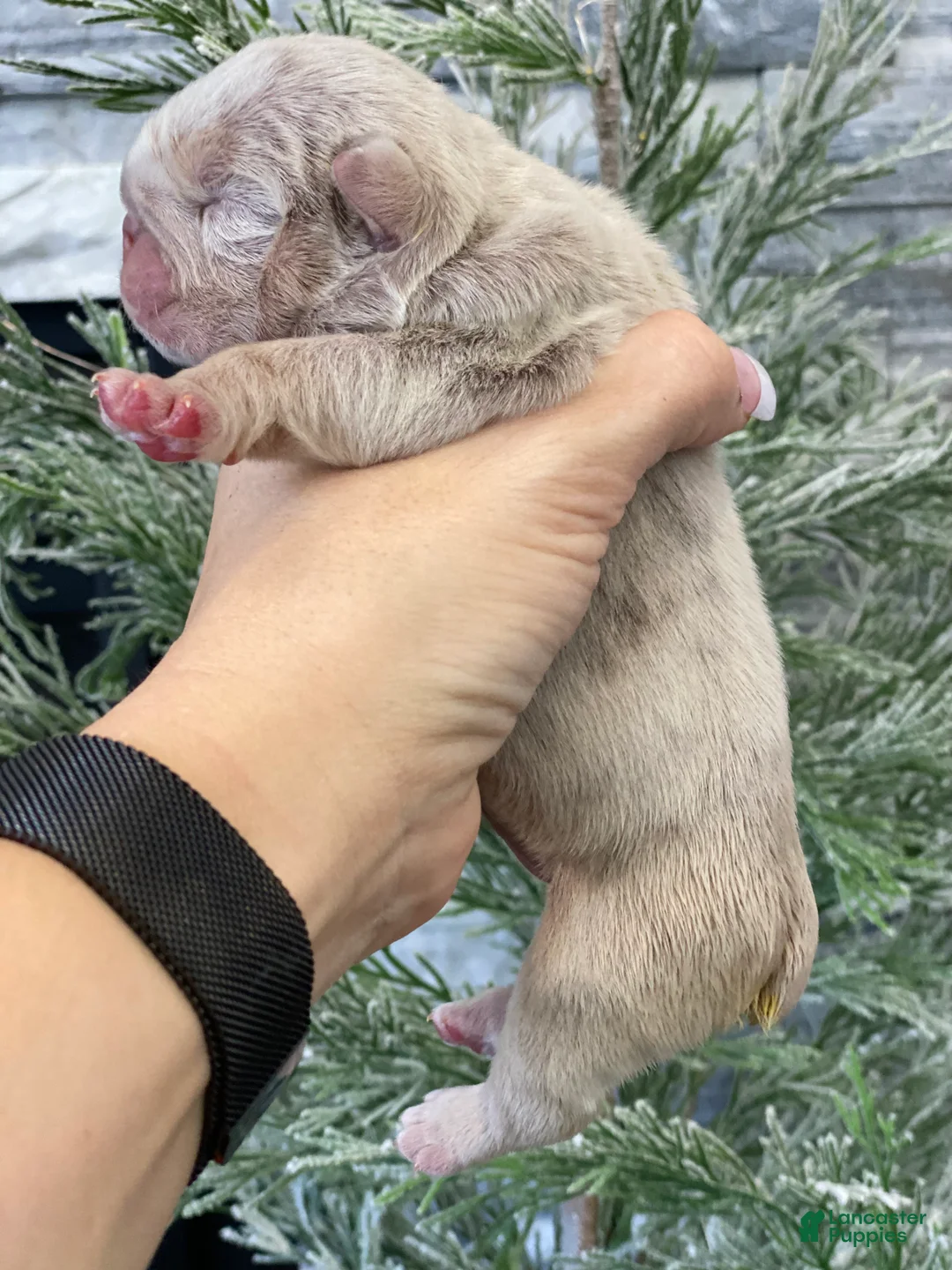 English Bulldog dogs for sale: Elio - Ad 2