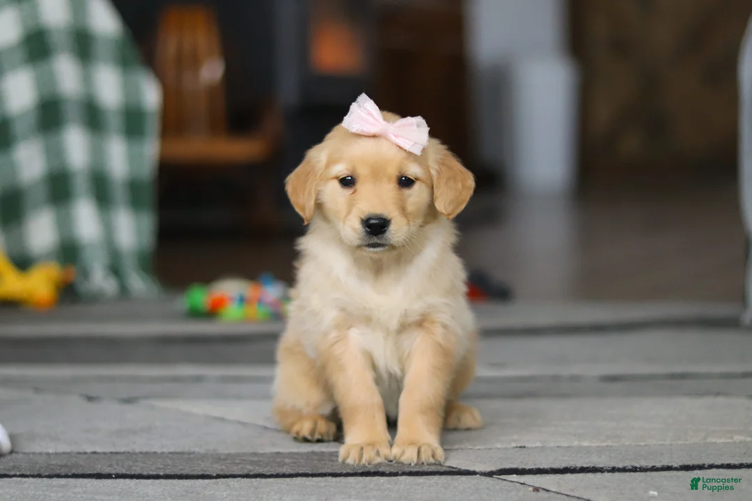 Golden Retriever dogs for sale: Cashey - Ad 1