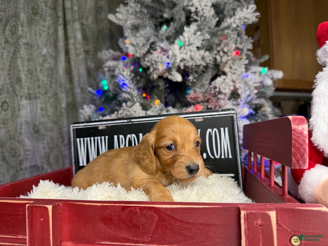 Miniature Dachshund dogs for sale: Russian red Triscuit larger - Ad 17