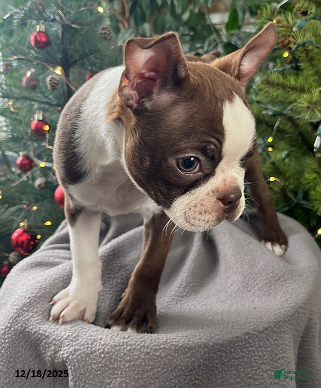 Boston Terrier dogs for sale: Hickory - Ad 6