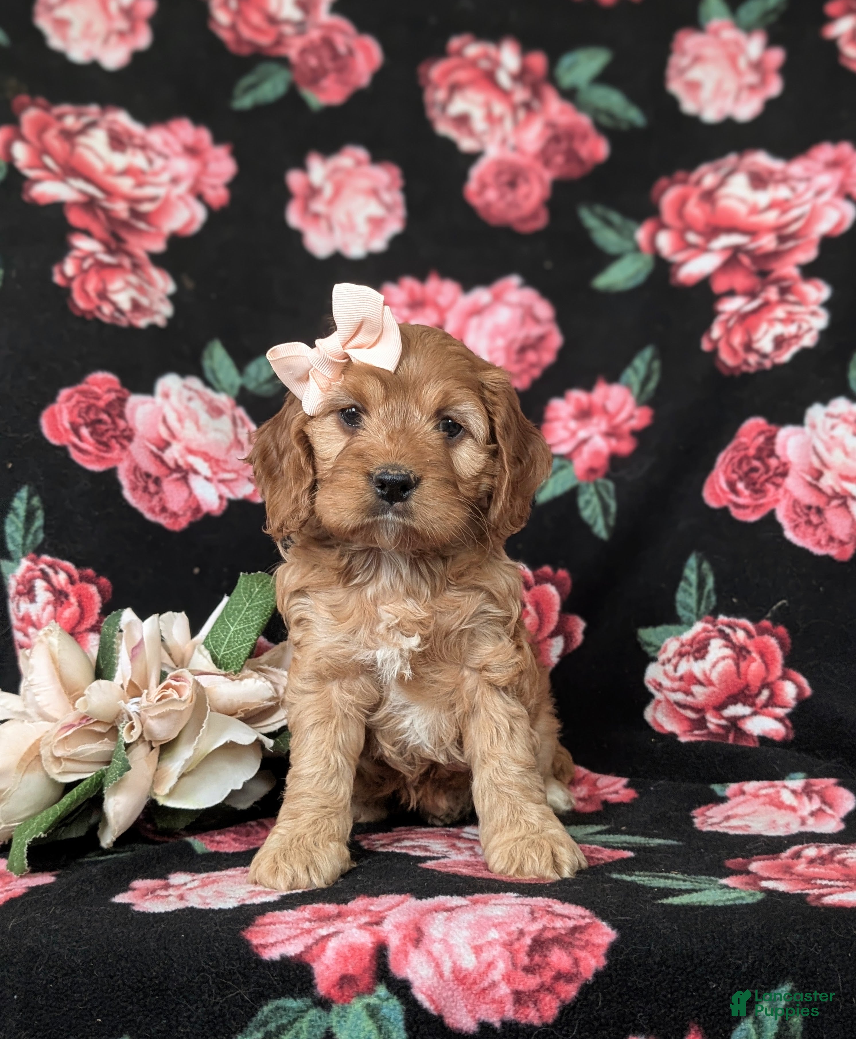 Cockapoo dogs Hana - Ad 2