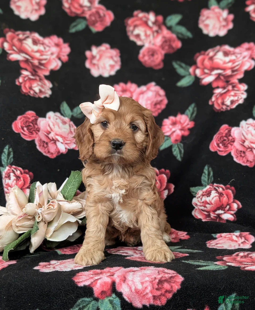 Cockapoo dogs for sale: Hana - Ad 2