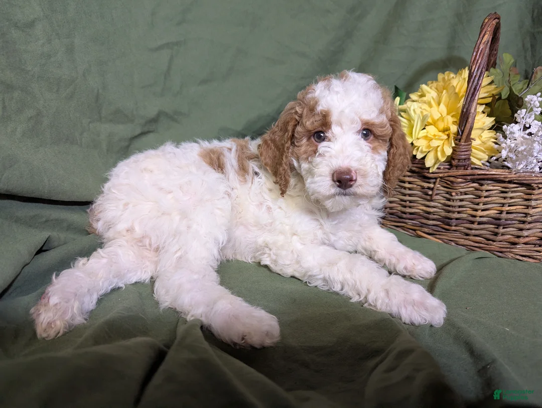 Mixed Breed dogs for sale: Prince - Ad 3