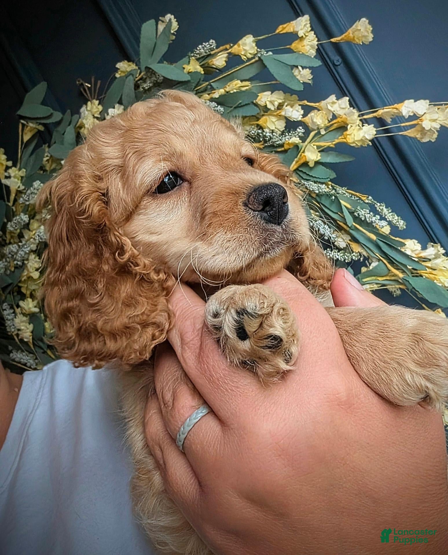 Cockapoo dogs for sale: Annie - Ad 24