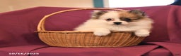 Pomeranian dogs for sale: George - Ad 10