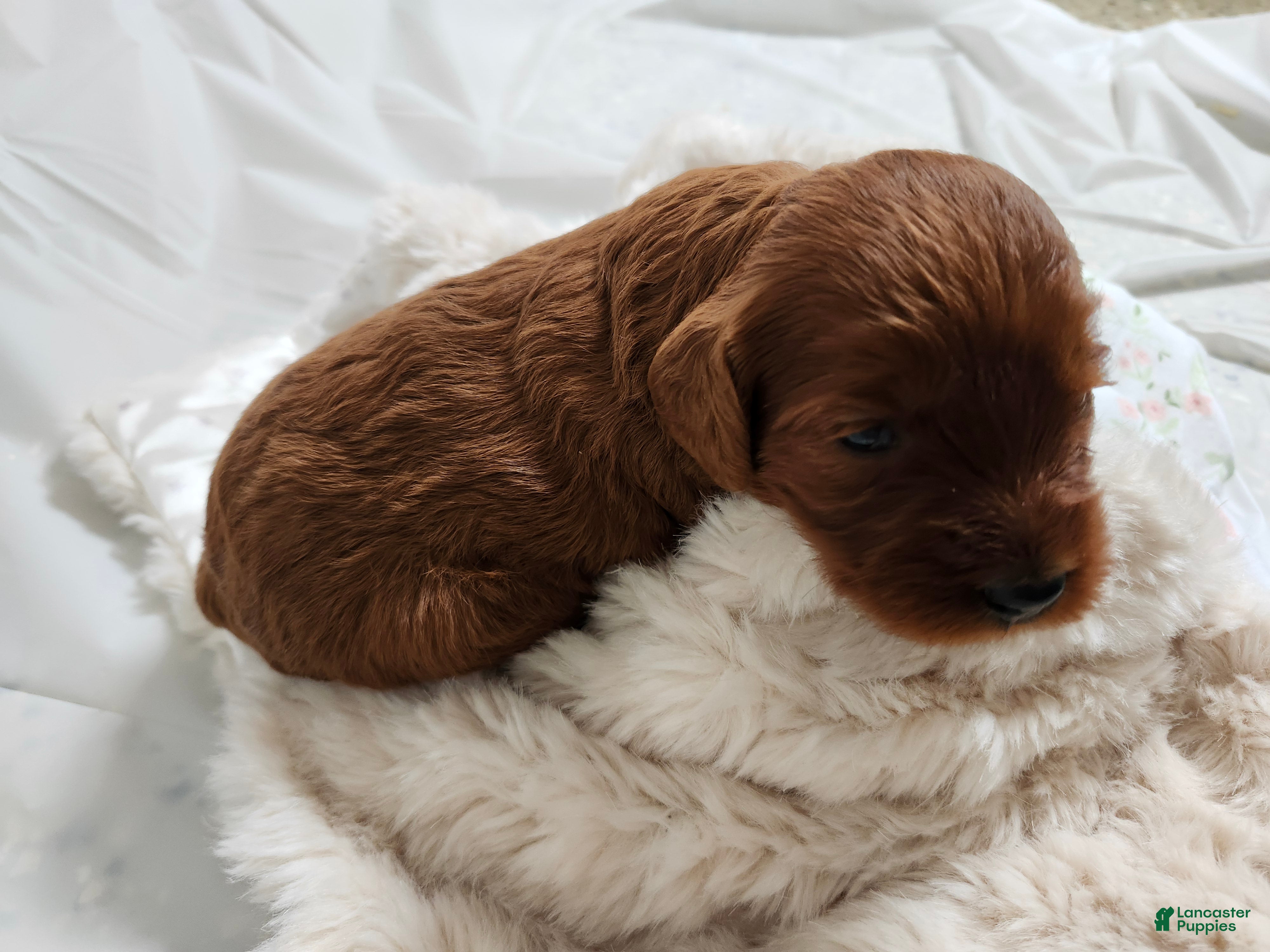 Cavapoo dogs Fiona  - Ad 2