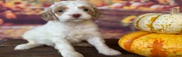 Cockapoo dogs for sale: Ruby - Ad 8