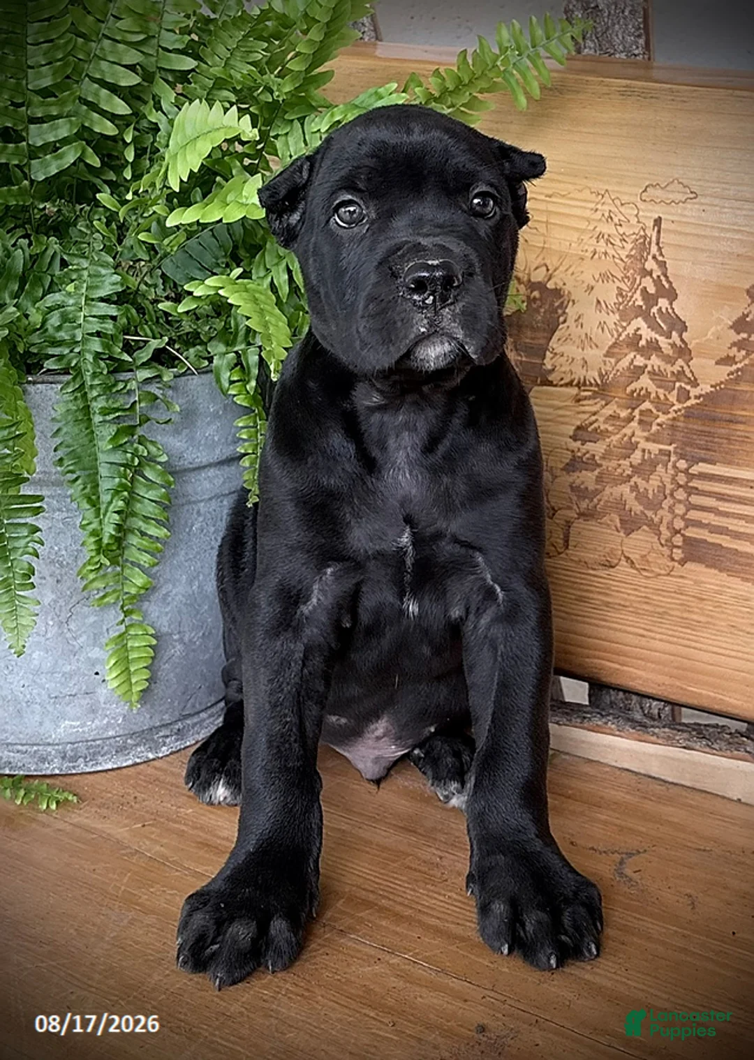 Cane Corso dogs for sale: Sergio - Ad 2