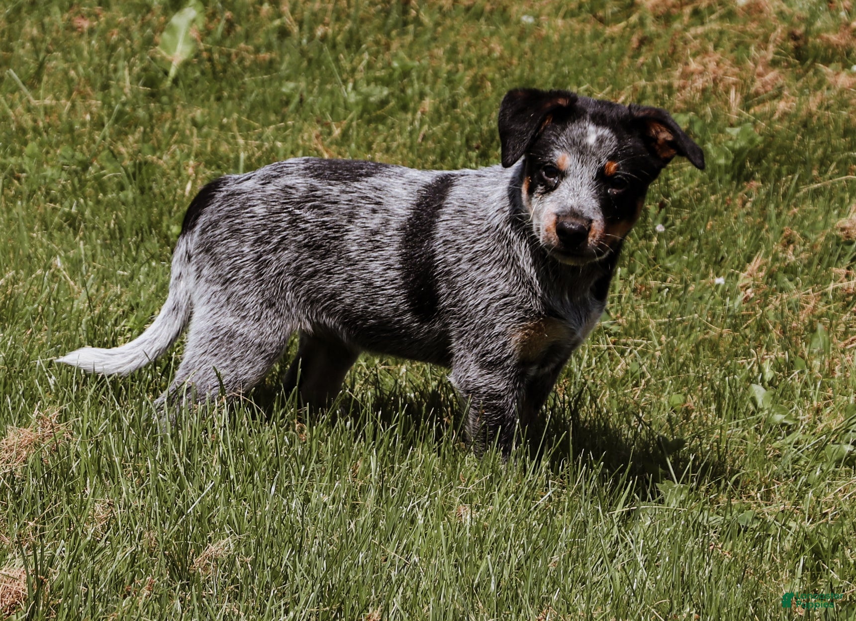Australian Cattle Dog dogs Mesa - Ad 1
