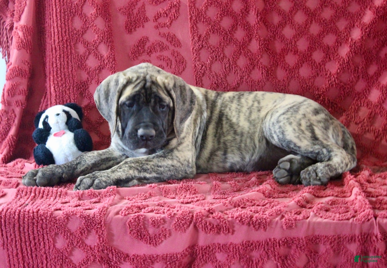 English Mastiff dogs Delila - Ad 31