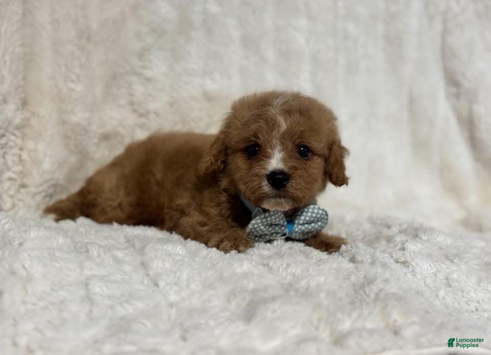 Cavapoo dogs Teddy - Ad 42