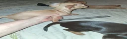 Mixed Breed dogs for sale: Mixed Breed 3 - Ad 3