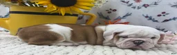 English Bulldog dogs for sale: Rufo - Ad 4