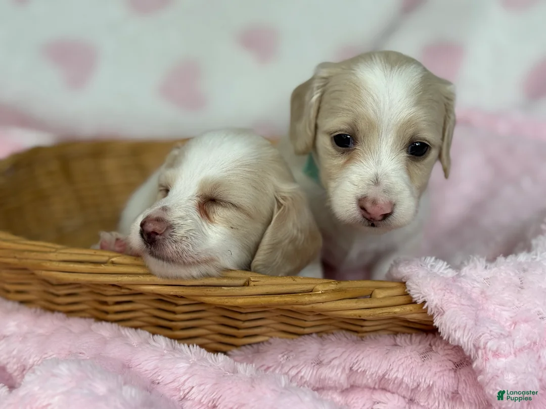 Miniature Dachshund dogs for sale: 2nd pick - Ad 1
