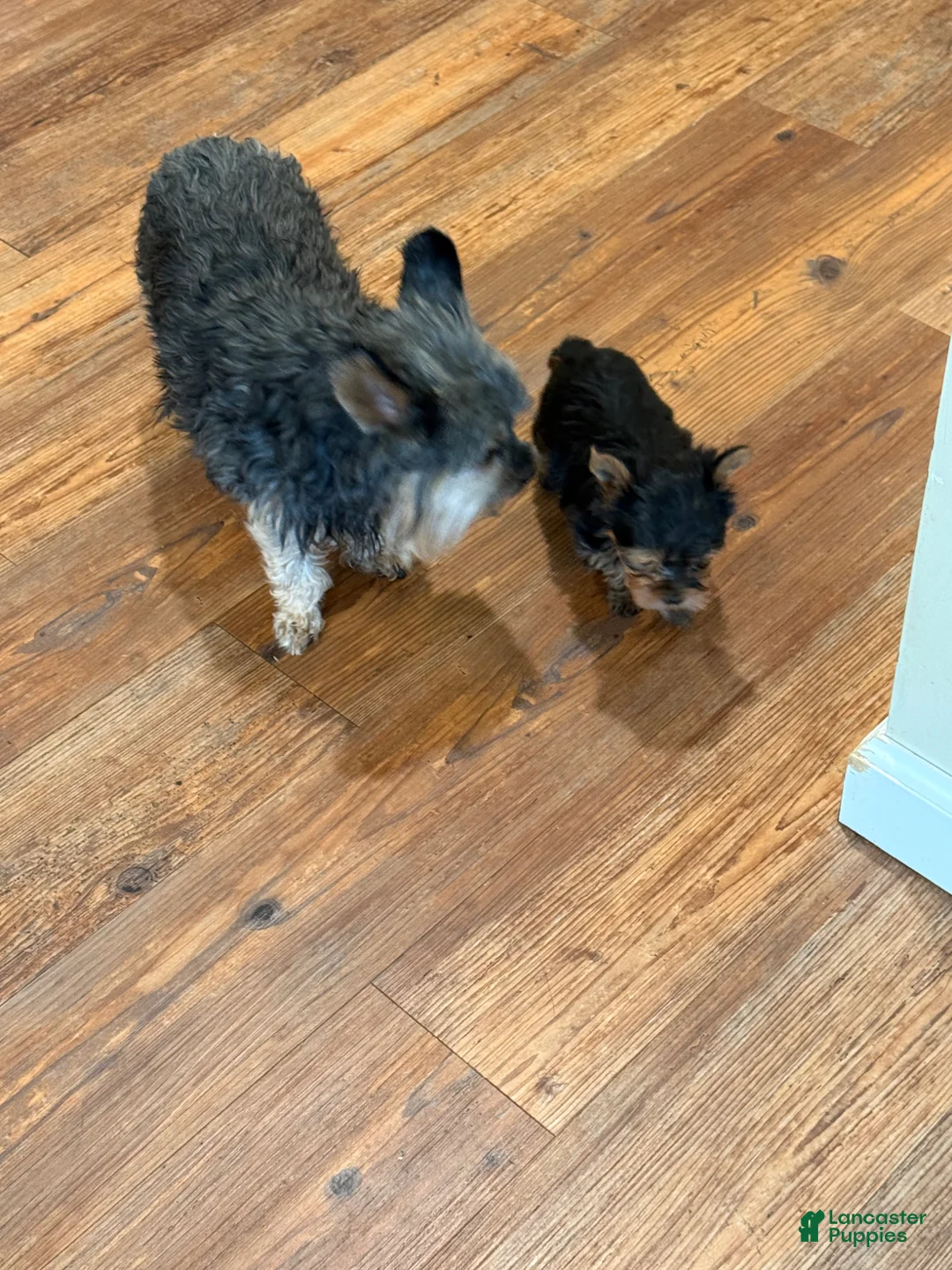 Yorkshire Terrier dogs for sale: Yorkshire Terrier Puppy 1 Tinker - Ad 7
