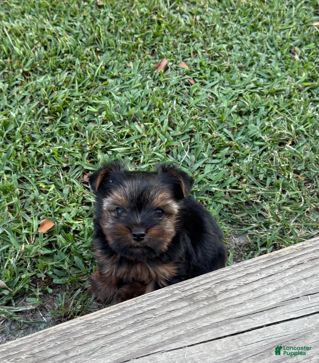 Yorkshire Terrier dogs for sale: Pepper - Ad 1