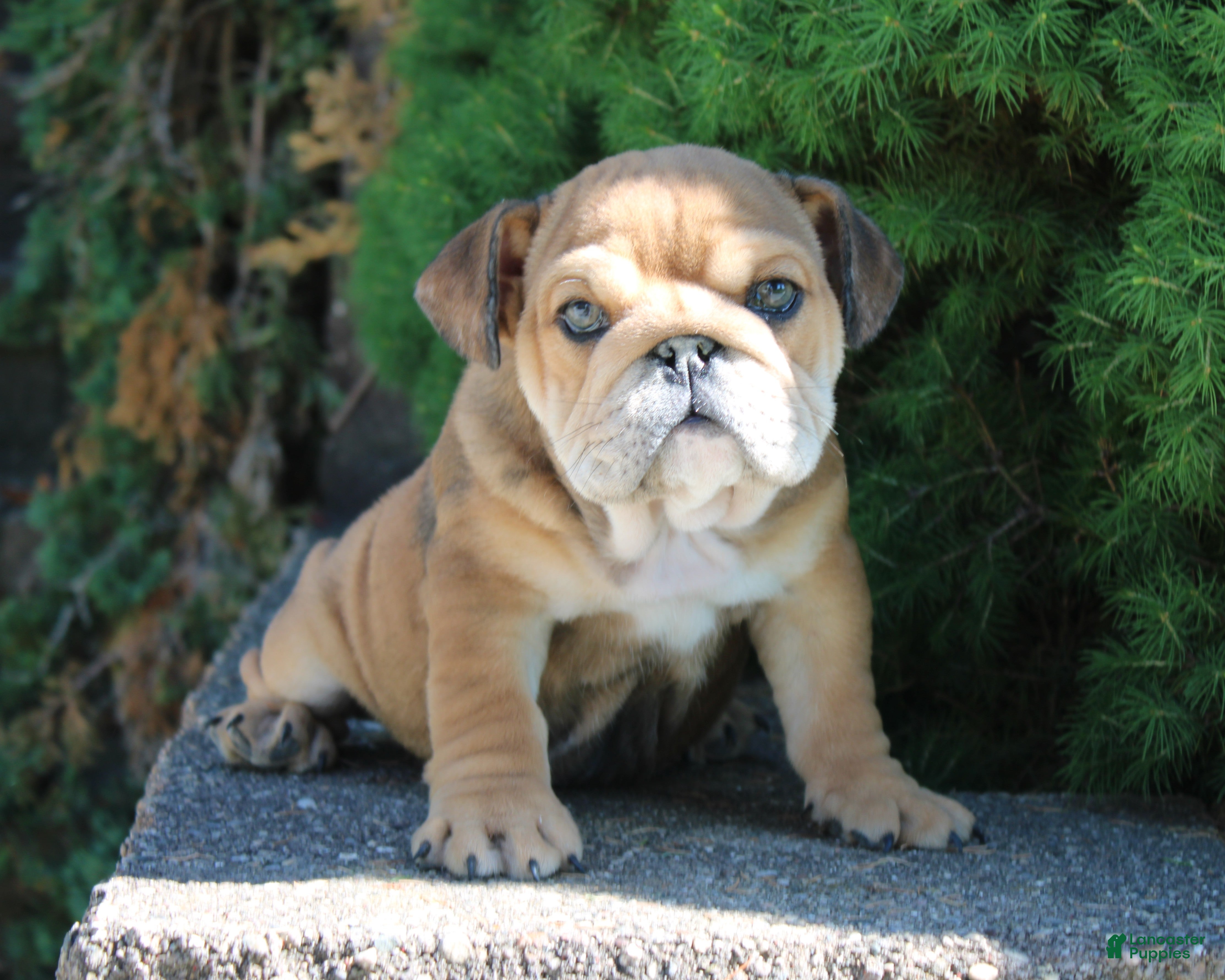 English Bulldog dogs for sale: Zeus - Ad 1