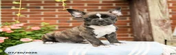 Frenchton dogs for sale: Dustin - Ad 5
