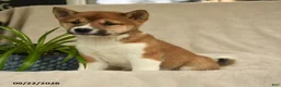 Shiba Inu dogs for sale: Ivy - Ad 2