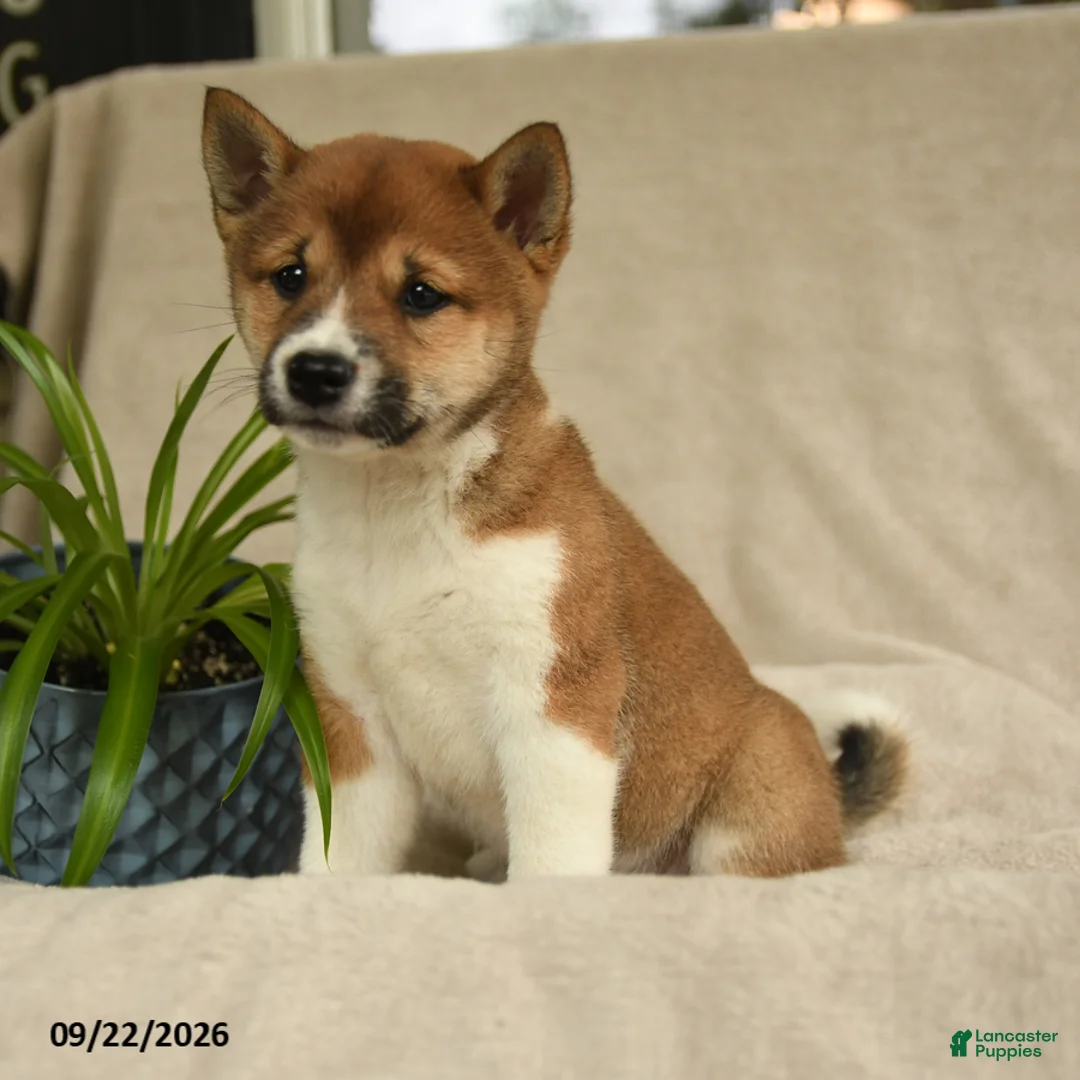 Shiba Inu dogs for sale: Ivy - Ad 2
