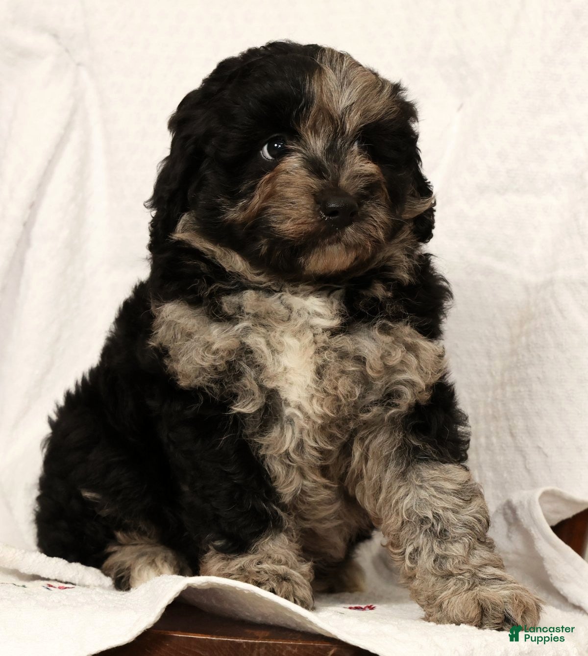 Mini Aussiedoodle dogs Snickers - Ad 2