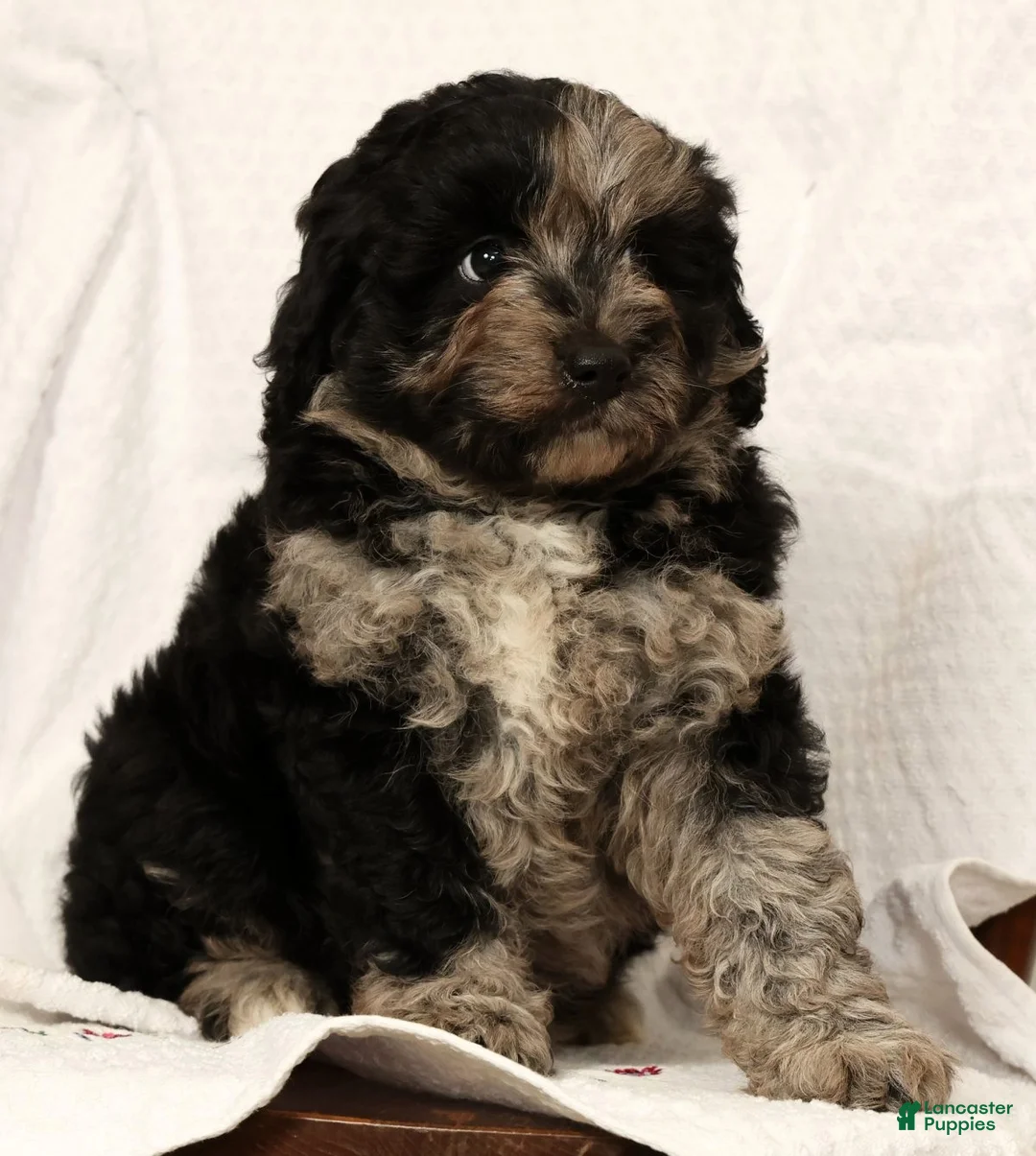 Mini Aussiedoodle dogs for sale: Snickers - Ad 2