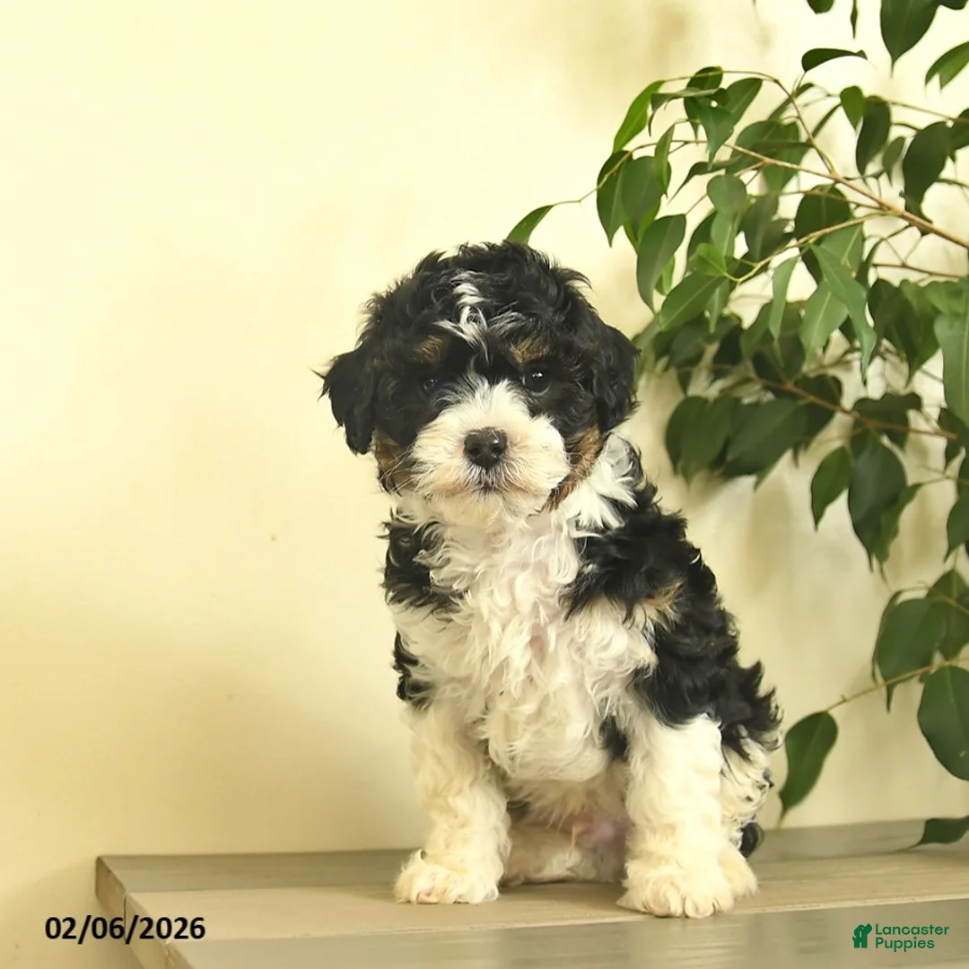 Cavapoo dogs for sale: Comet  - Ad 2