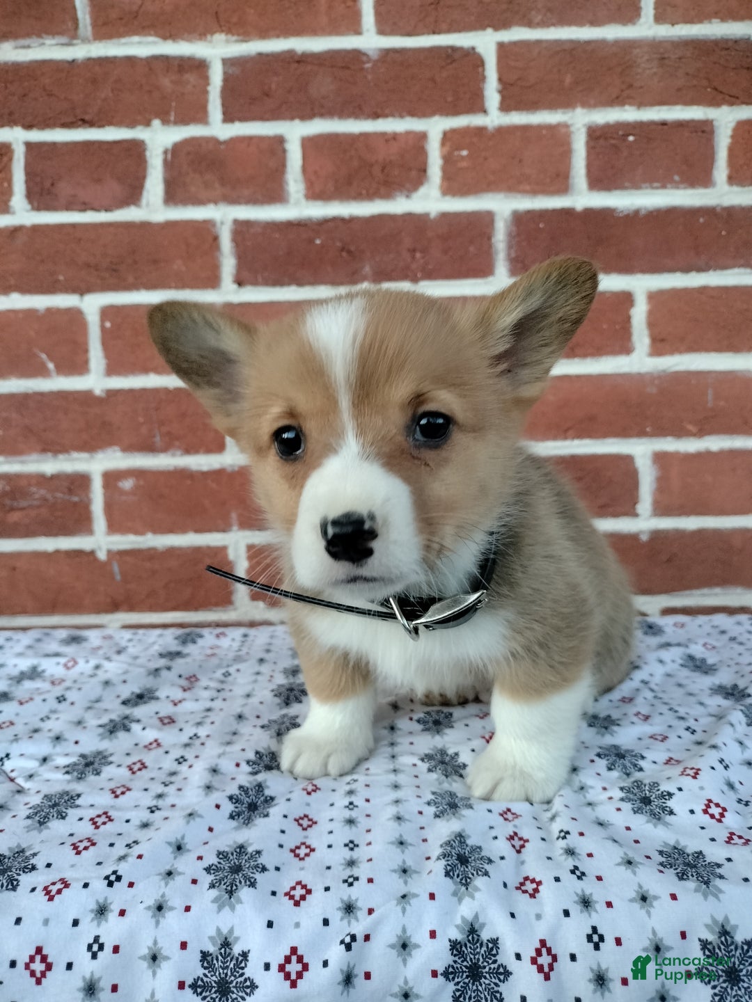 Welsh Corgi Pembroke dogs for sale: Murphy  - Ad 3