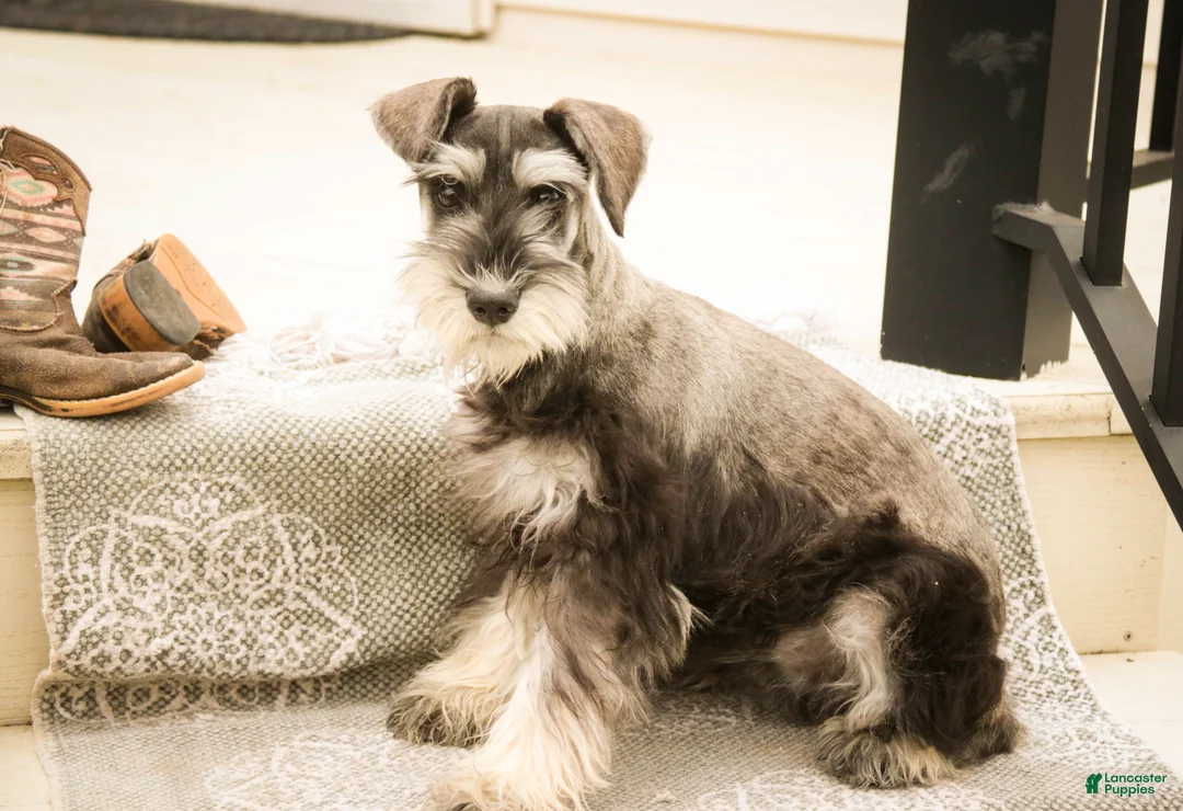 Miniature Schnauzer dogs for sale: Holly - Ad 1