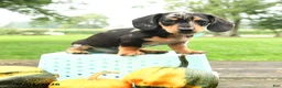 Miniature Dachshund dogs for sale: Pizza  - Ad 5