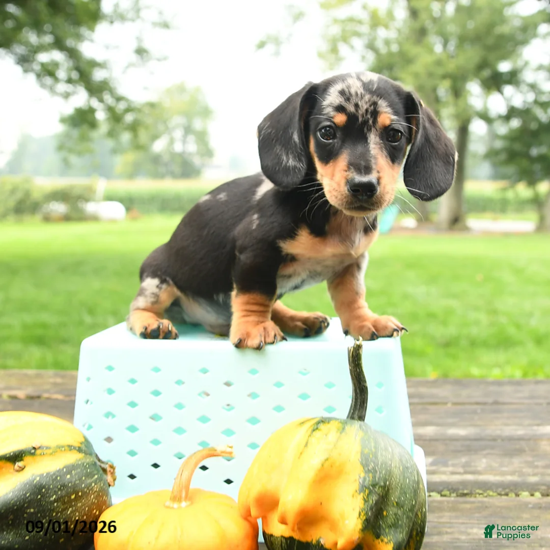 Miniature Dachshund dogs for sale: Pizza  - Ad 5