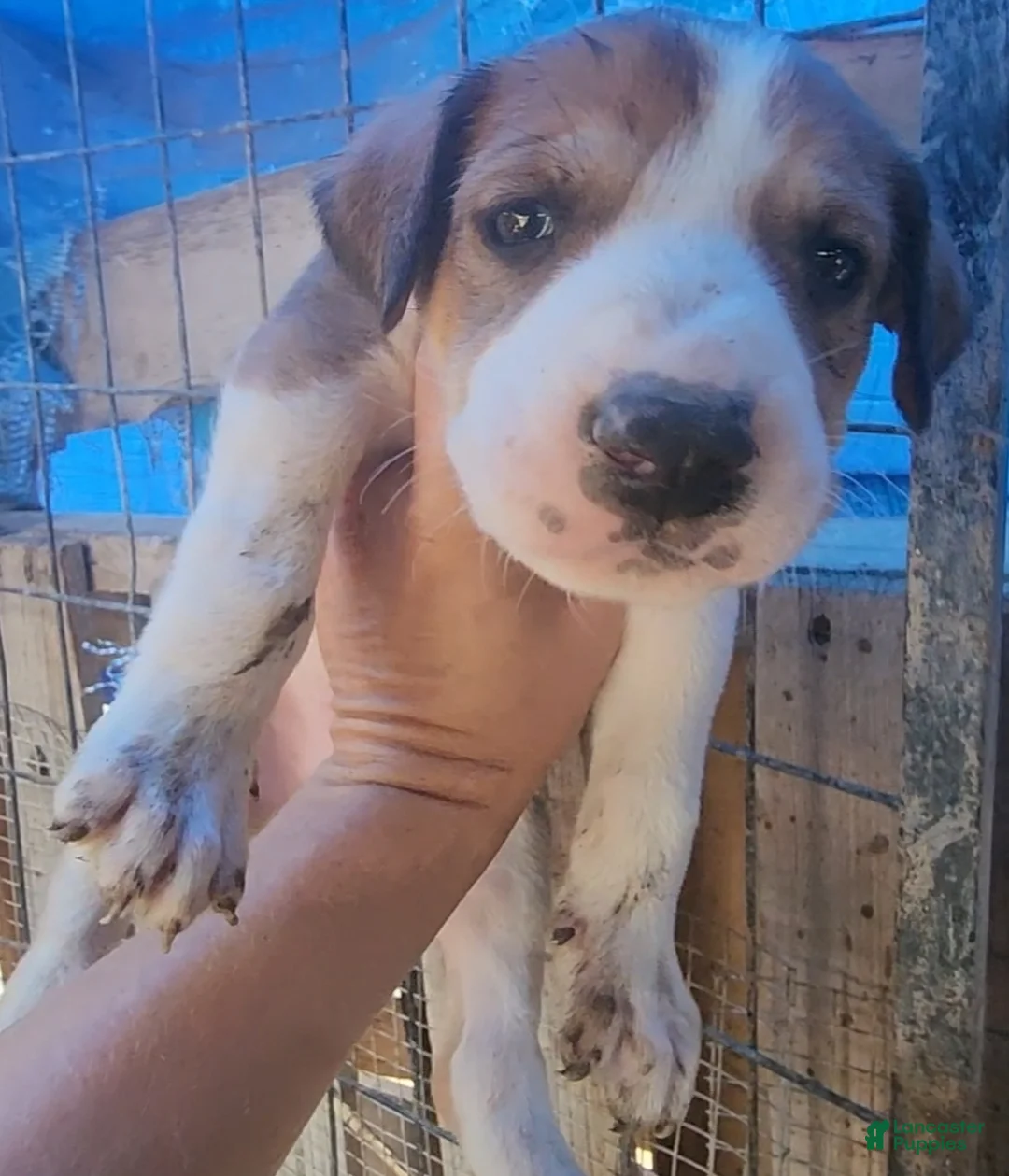 Mixed Breed dogs for sale: Doberdane Tan/Wht M - Ad 1